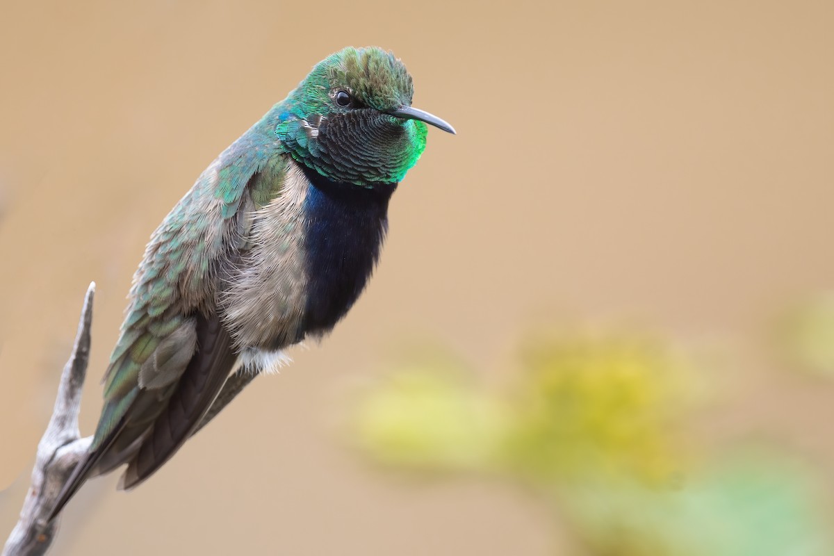 Black-breasted Hillstar - ML420877521
