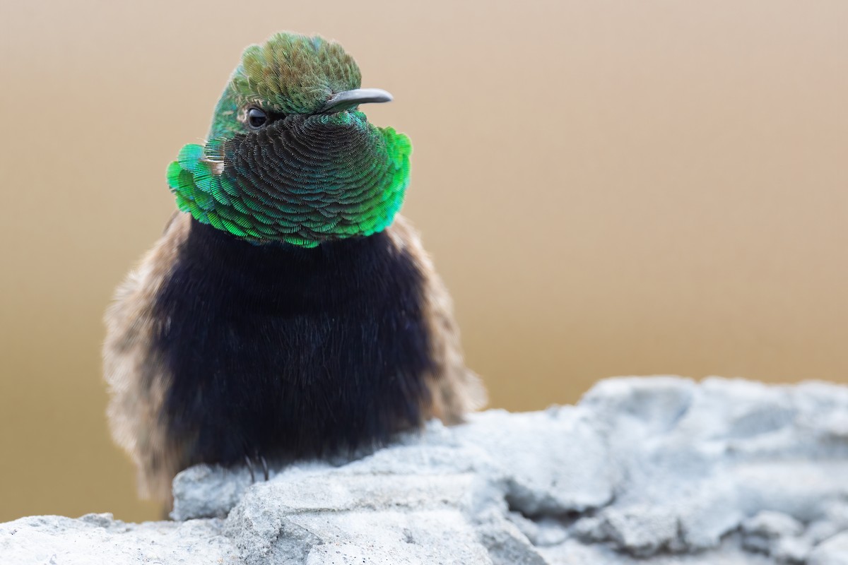 Black-breasted Hillstar - ML420877541
