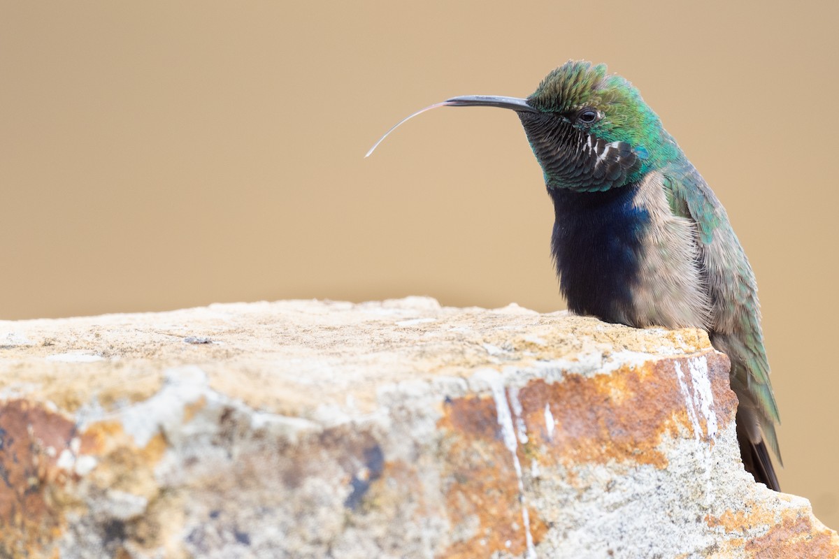 Black-breasted Hillstar - ML420877571