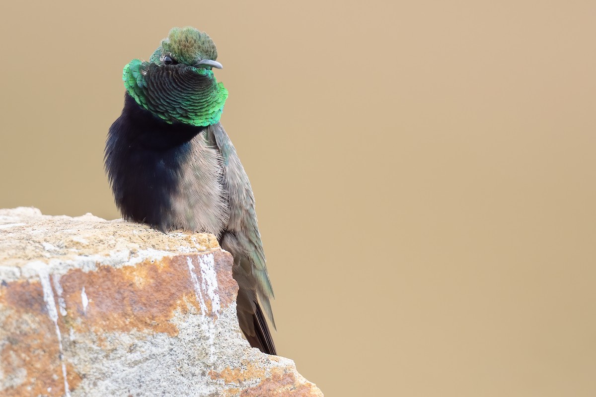 Black-breasted Hillstar - ML420877581