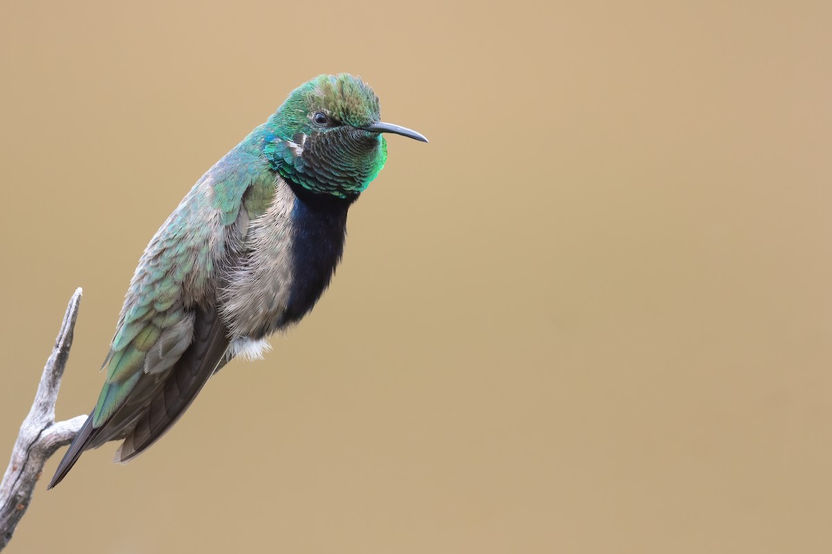 Black-breasted Hillstar - ML420877591