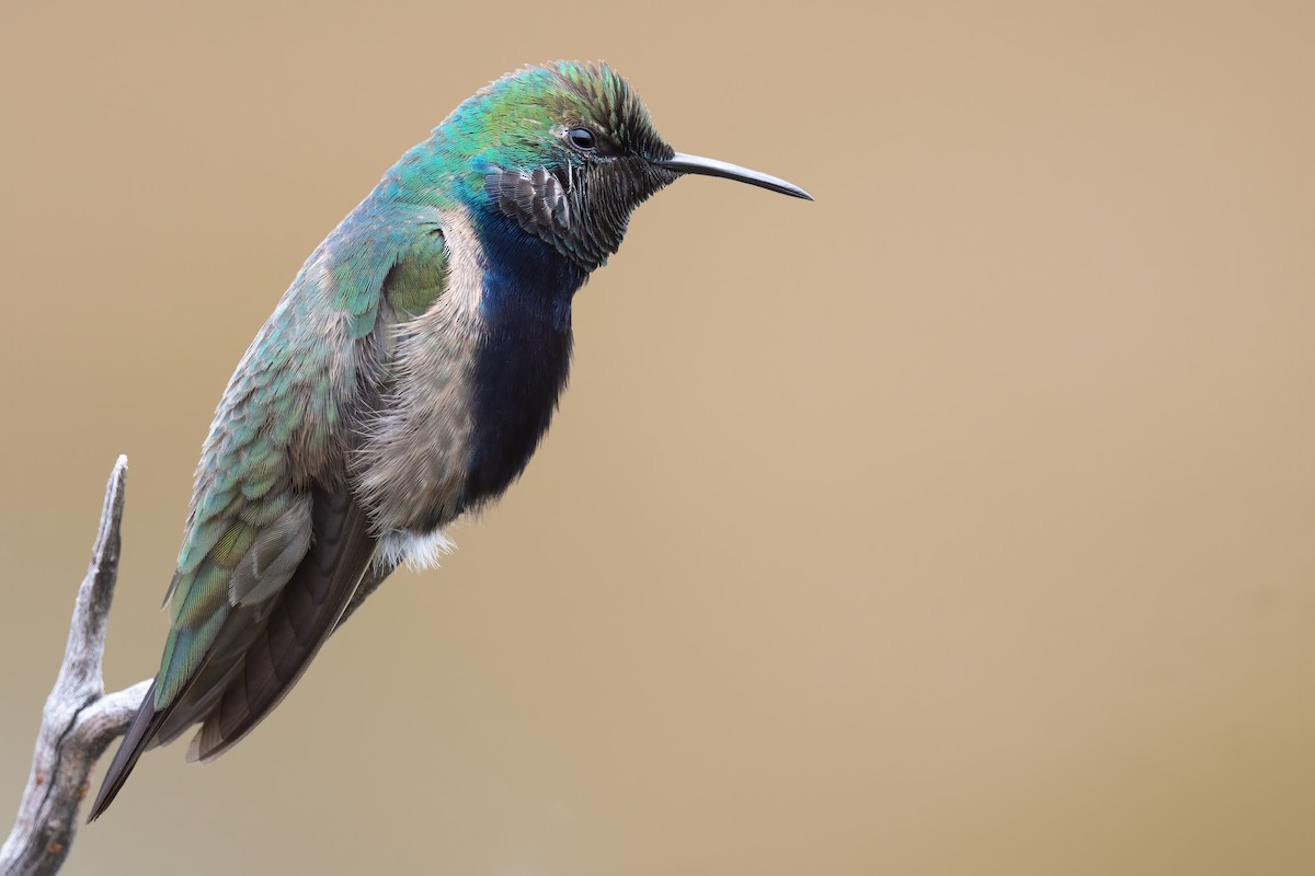 Black-breasted Hillstar - ML420877711