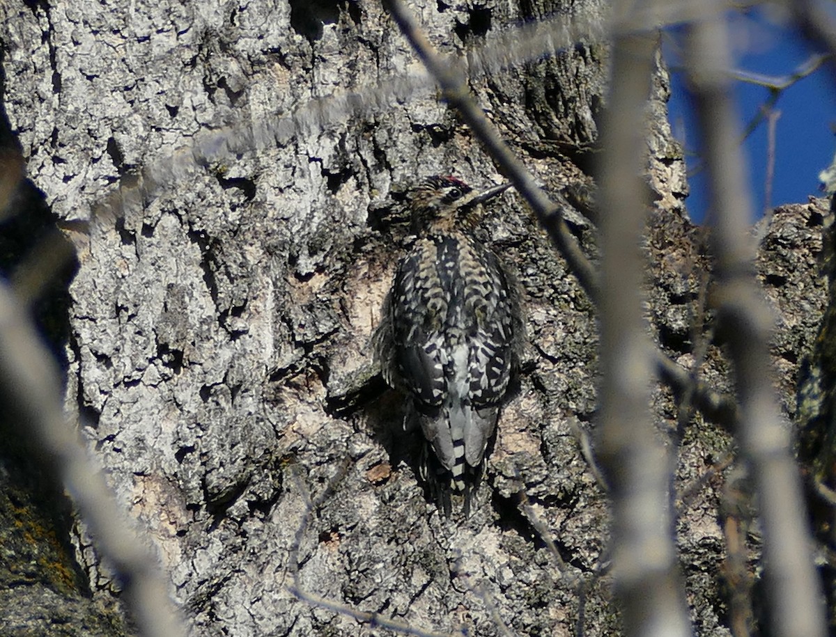 Yellow-bellied Sapsucker - ML420880921