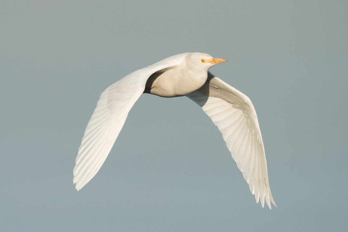 Western Cattle Egret - ML420881111