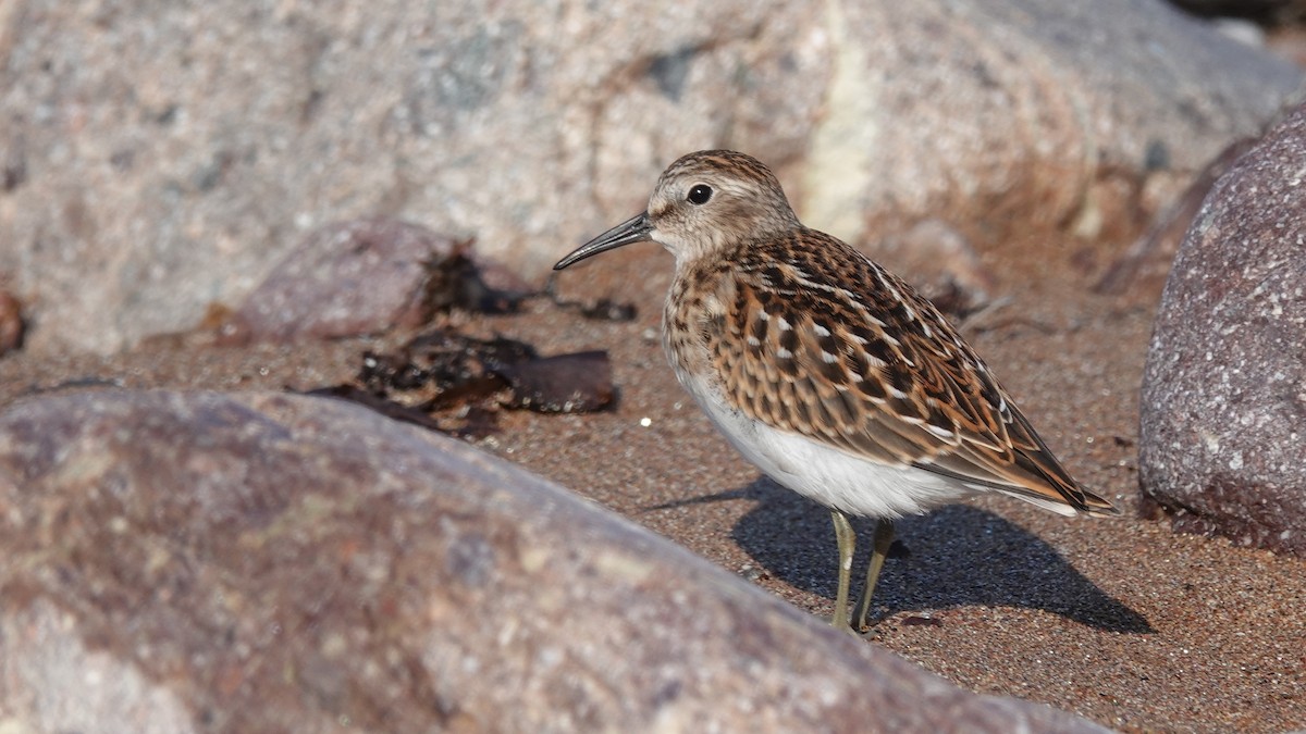 Least Sandpiper - Laurent  MALTHIEUX