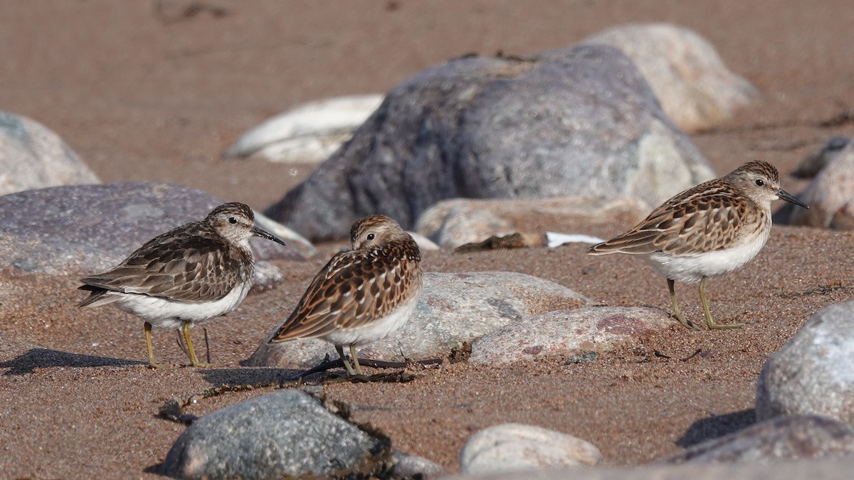 Least Sandpiper - ML420881521