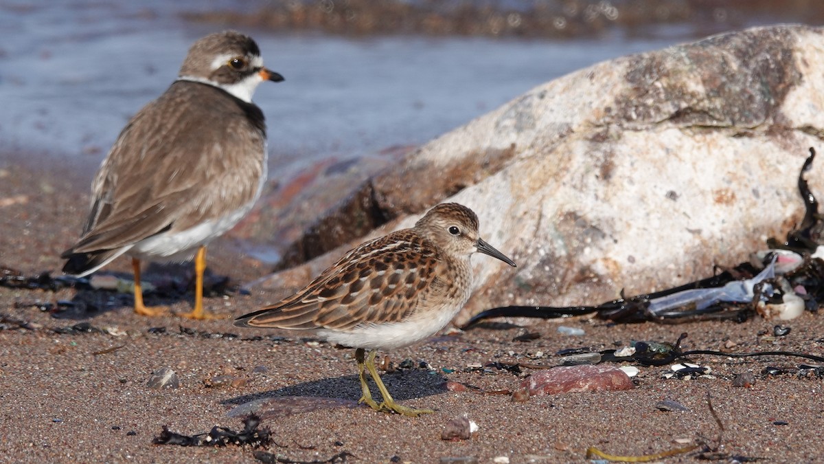 Least Sandpiper - ML420881681