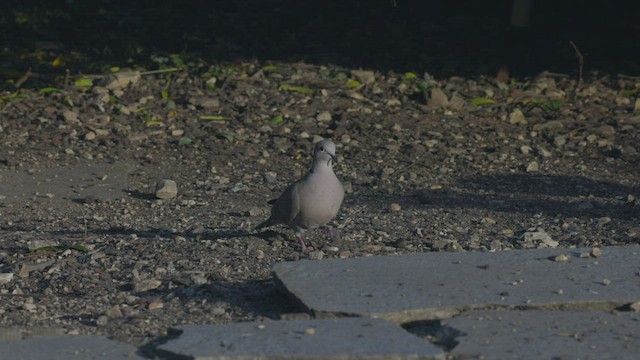 Eurasian Collared-Dove - ML420882161