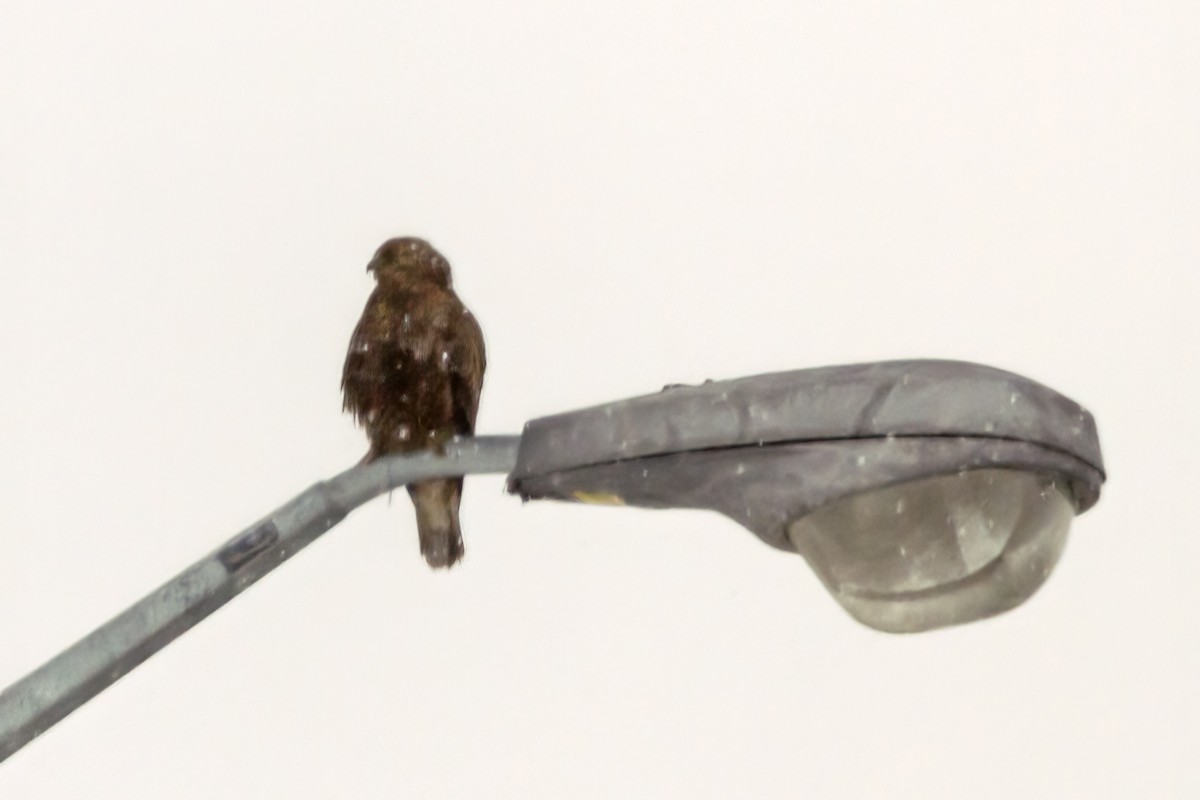 Rough-legged Hawk - ML420883931