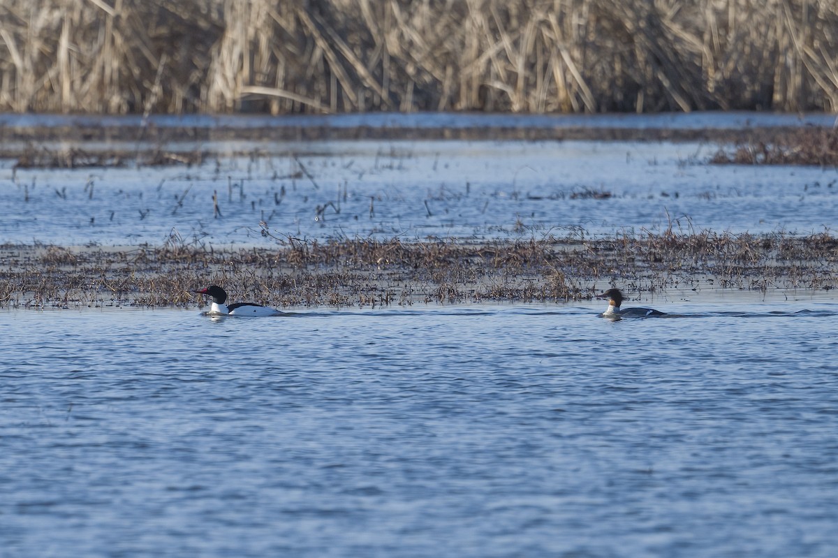 Common Merganser - ML420884111