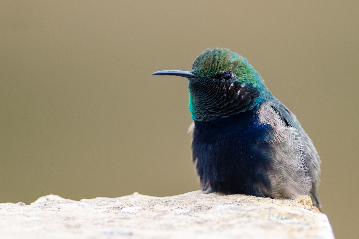 Black-breasted Hillstar - ML420884511