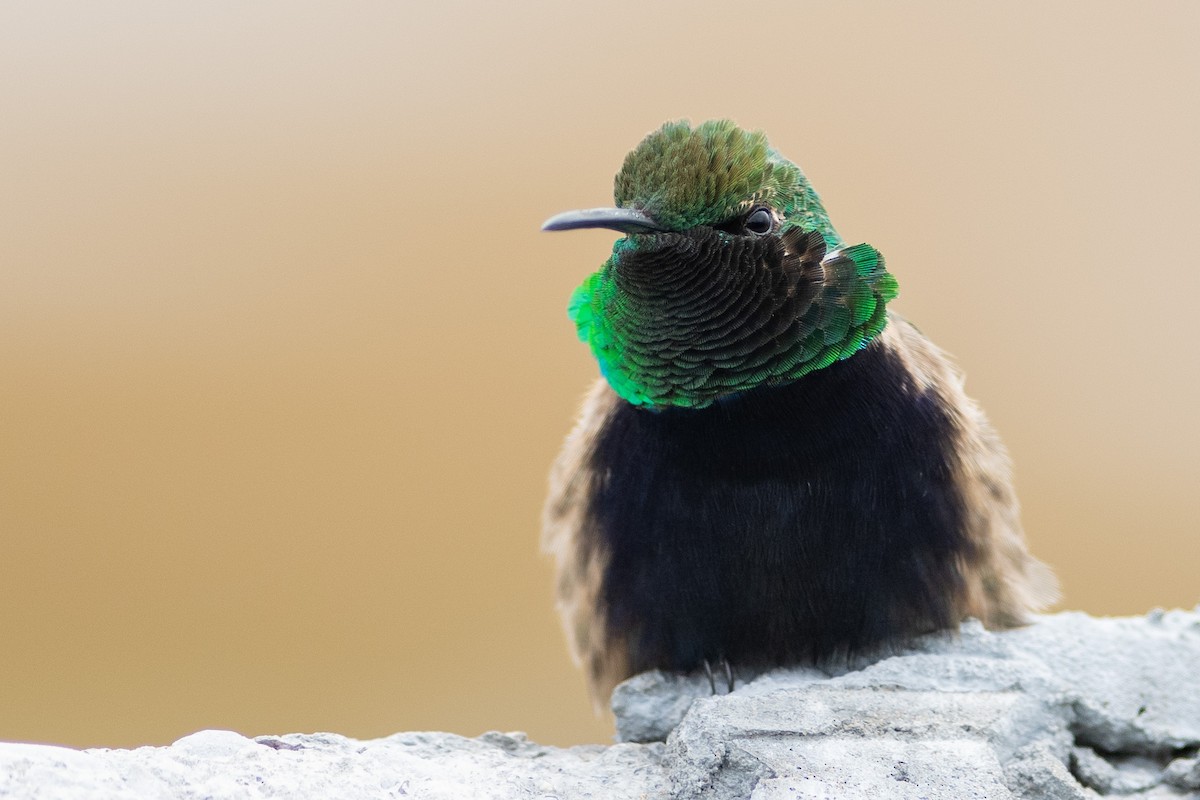 Black-breasted Hillstar - ML420884581