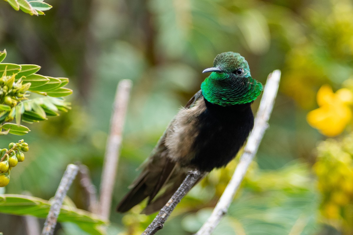 Black-breasted Hillstar - ML420884681