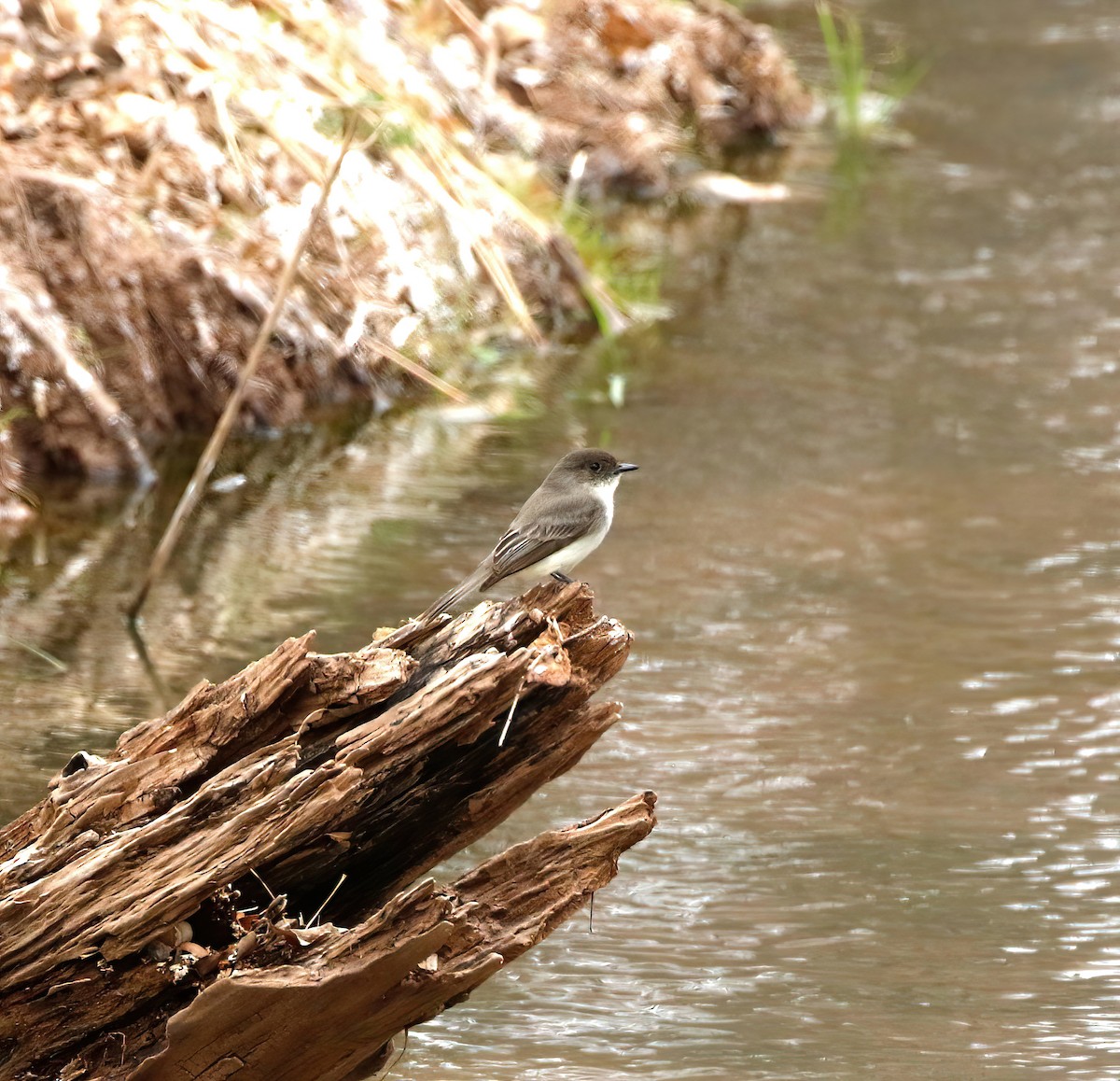 Eastern Phoebe - ML420890511