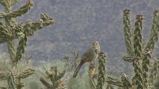 Canyon Towhee - ML420891161