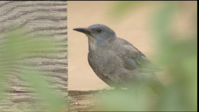 Pinyon Jay - ML420892