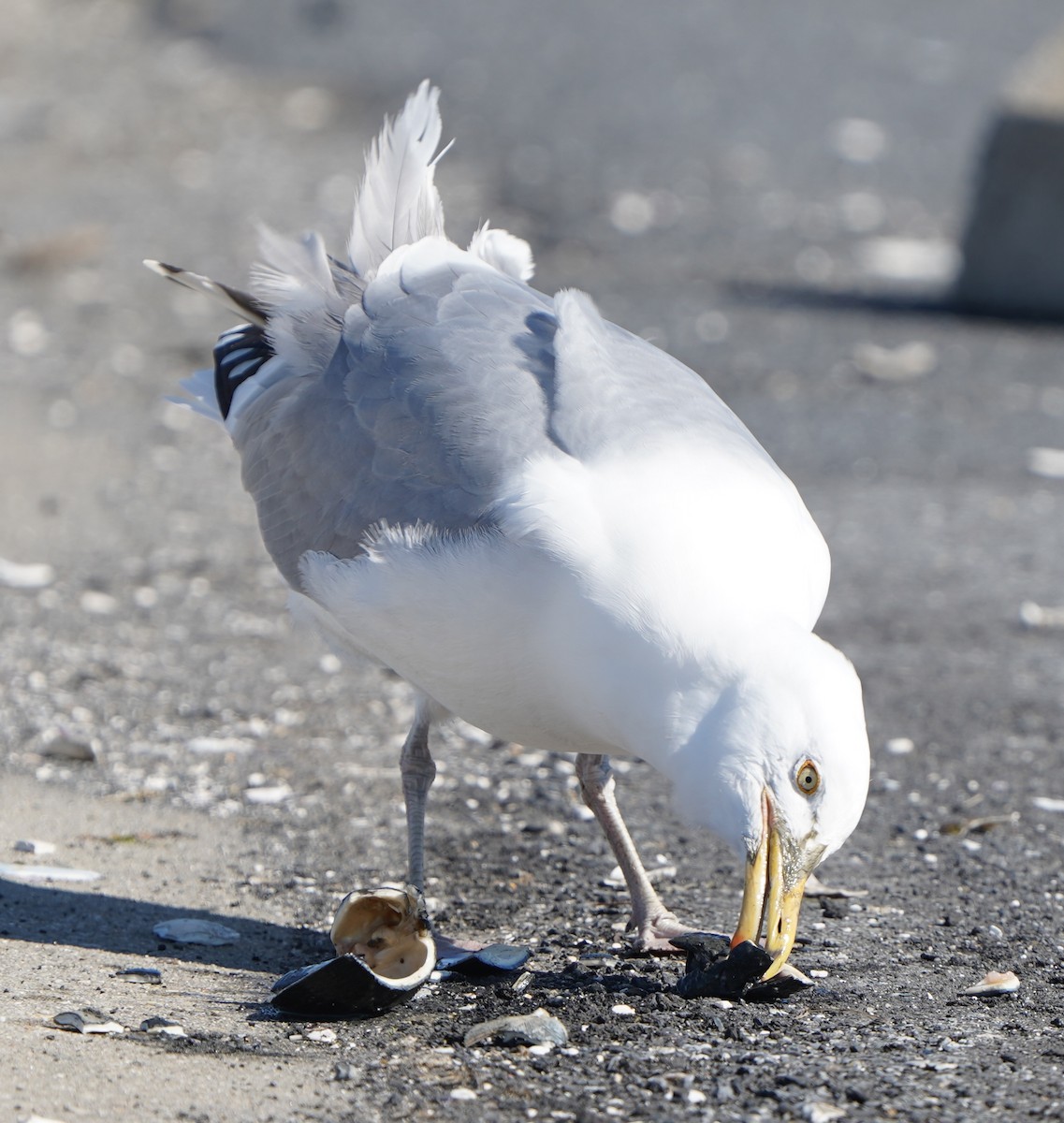 Gaviota Argéntea - ML420892131