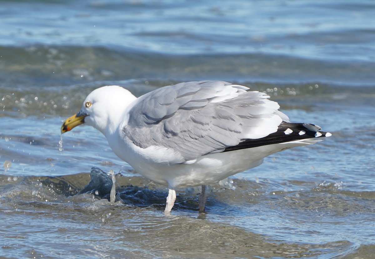 Gaviota Argéntea - ML420892221