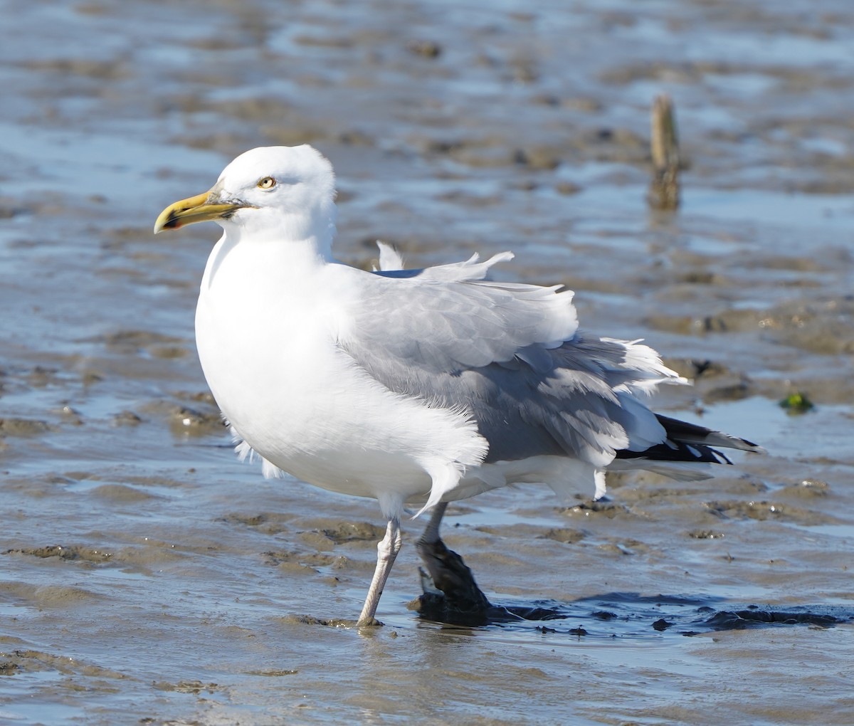 Herring Gull - Lynn Gulla