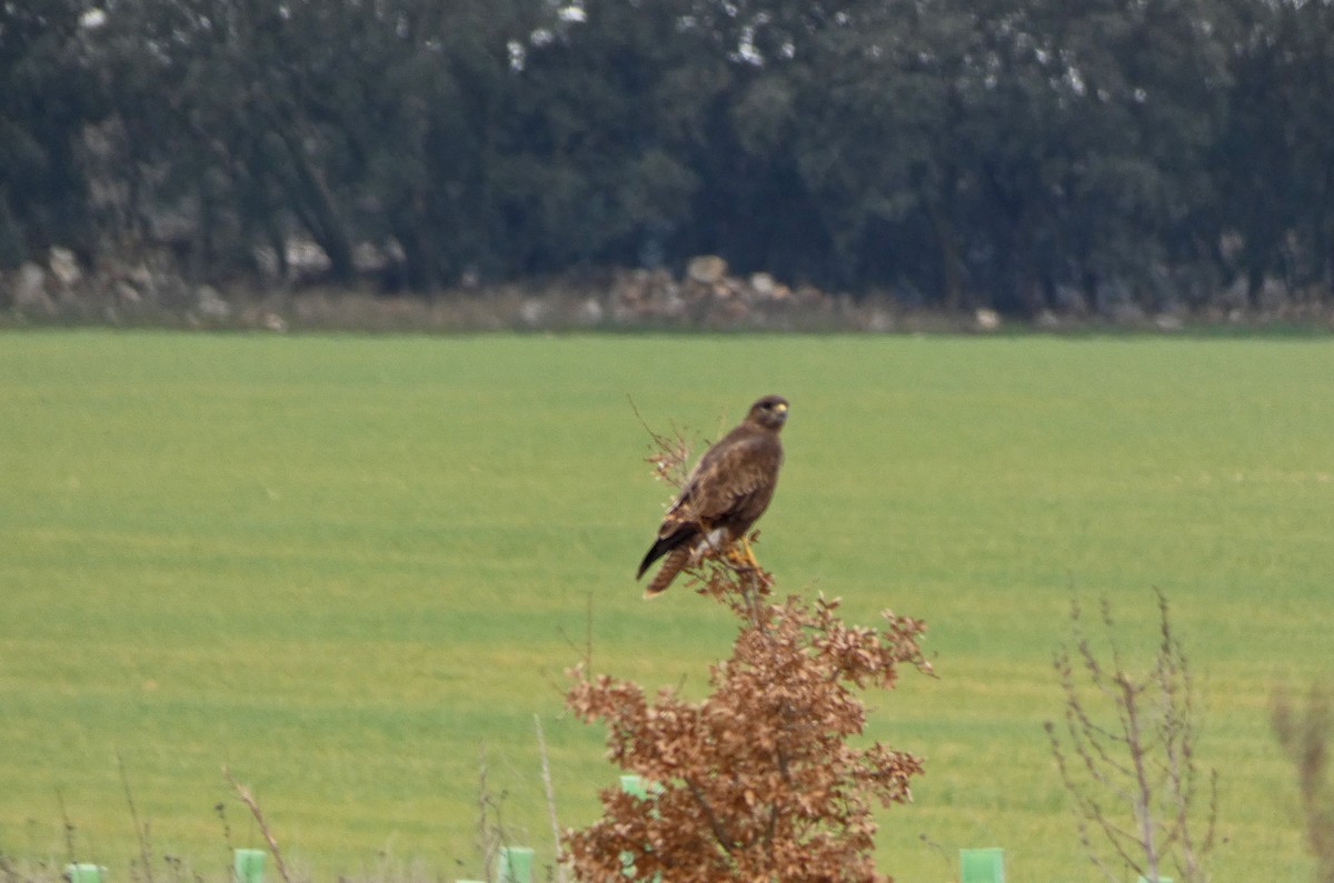 Common Buzzard - Francisco Javier Calvo lesmes