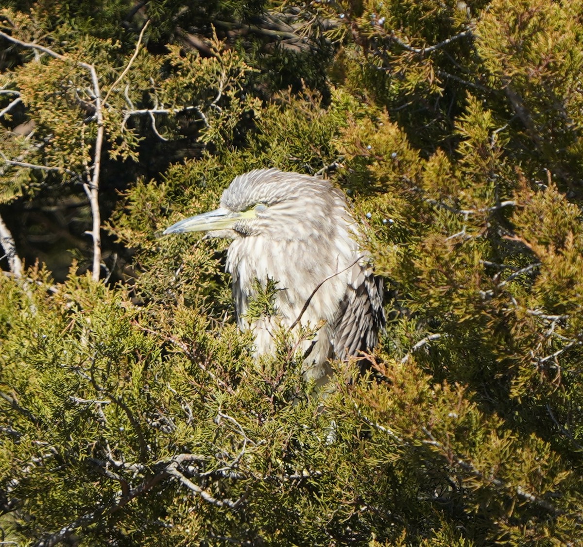 Black-crowned Night Heron - Lynn Gulla