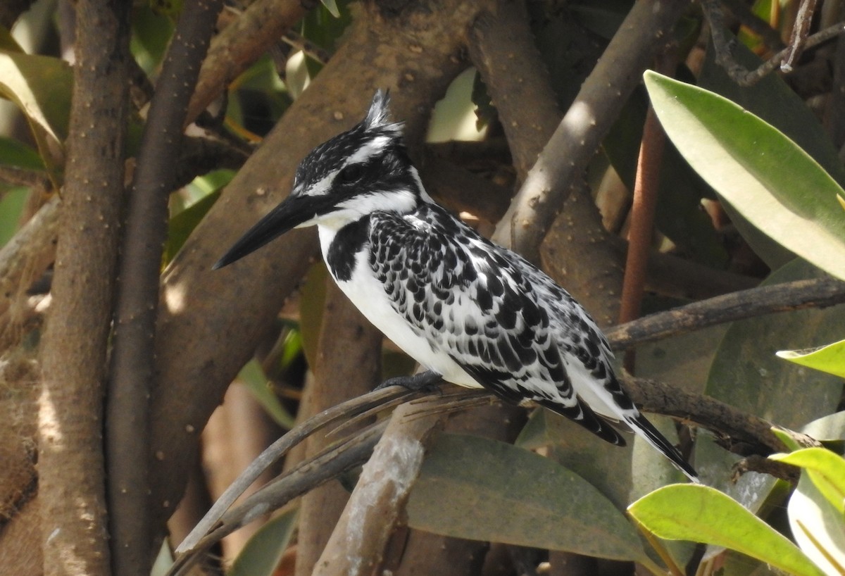 Pied Kingfisher - Matthieu Gauvain