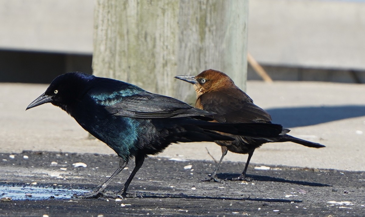 Boat-tailed Grackle - Lynn Gulla