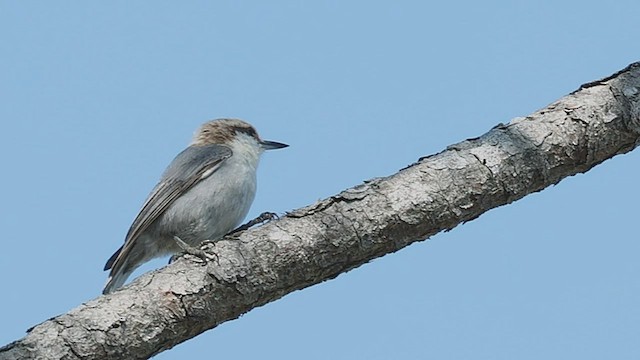 Brown-headed Nuthatch - ML420893561