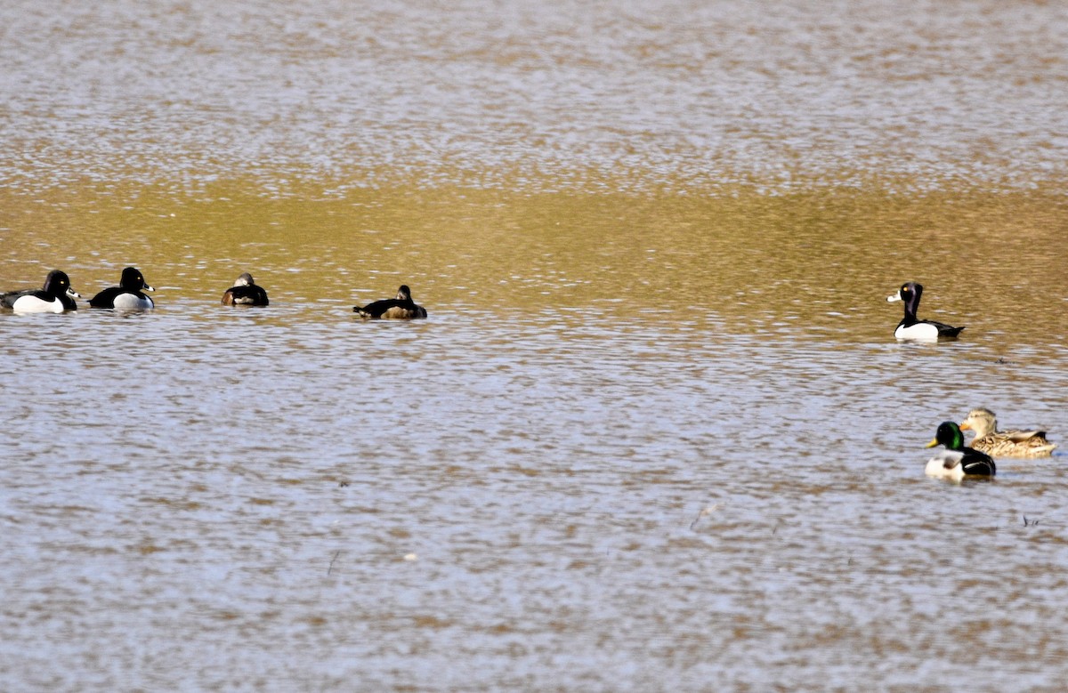 Ring-necked Duck - ML420893971