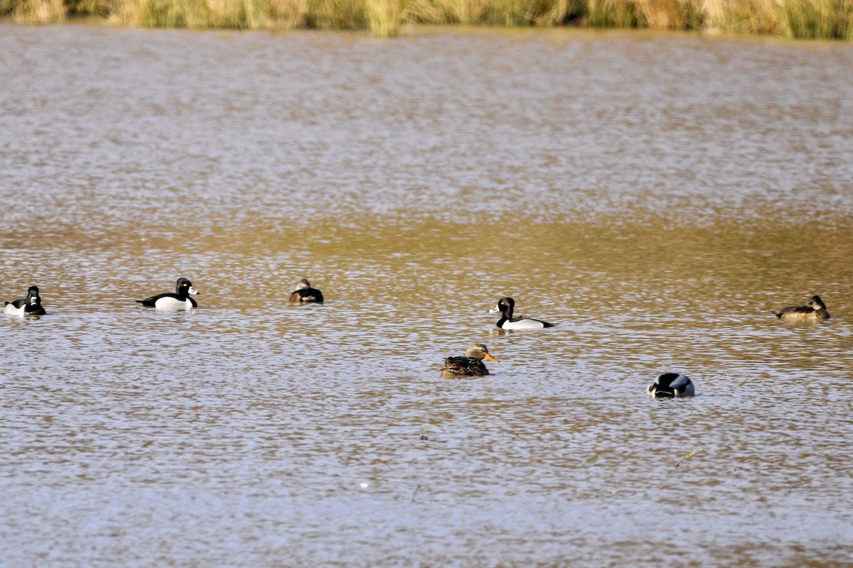 Ring-necked Duck - ML420893981