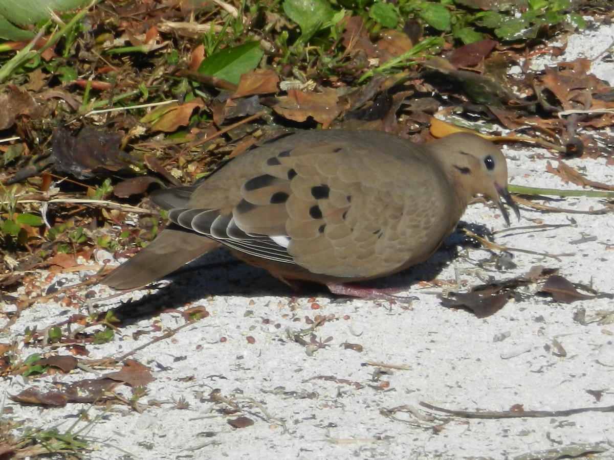Zenaida Dove - ML420894301