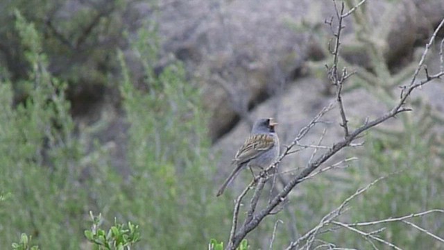 Black-chinned Sparrow - ML420894851