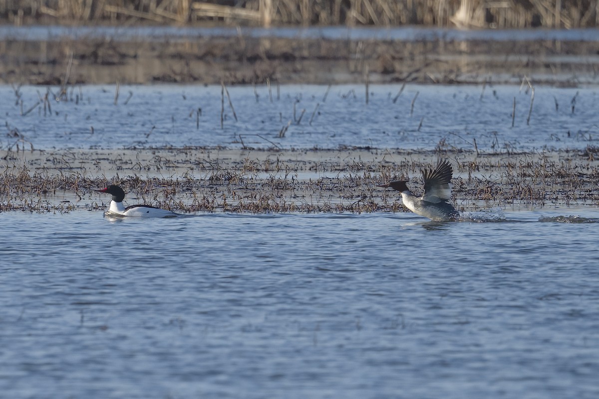 Common Merganser - ML420894991