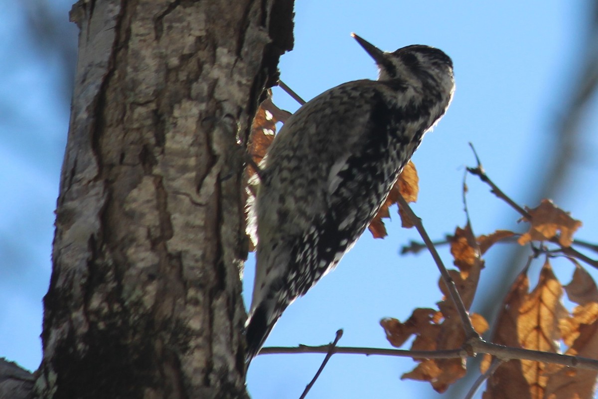 Yellow-bellied Sapsucker - ML420895481