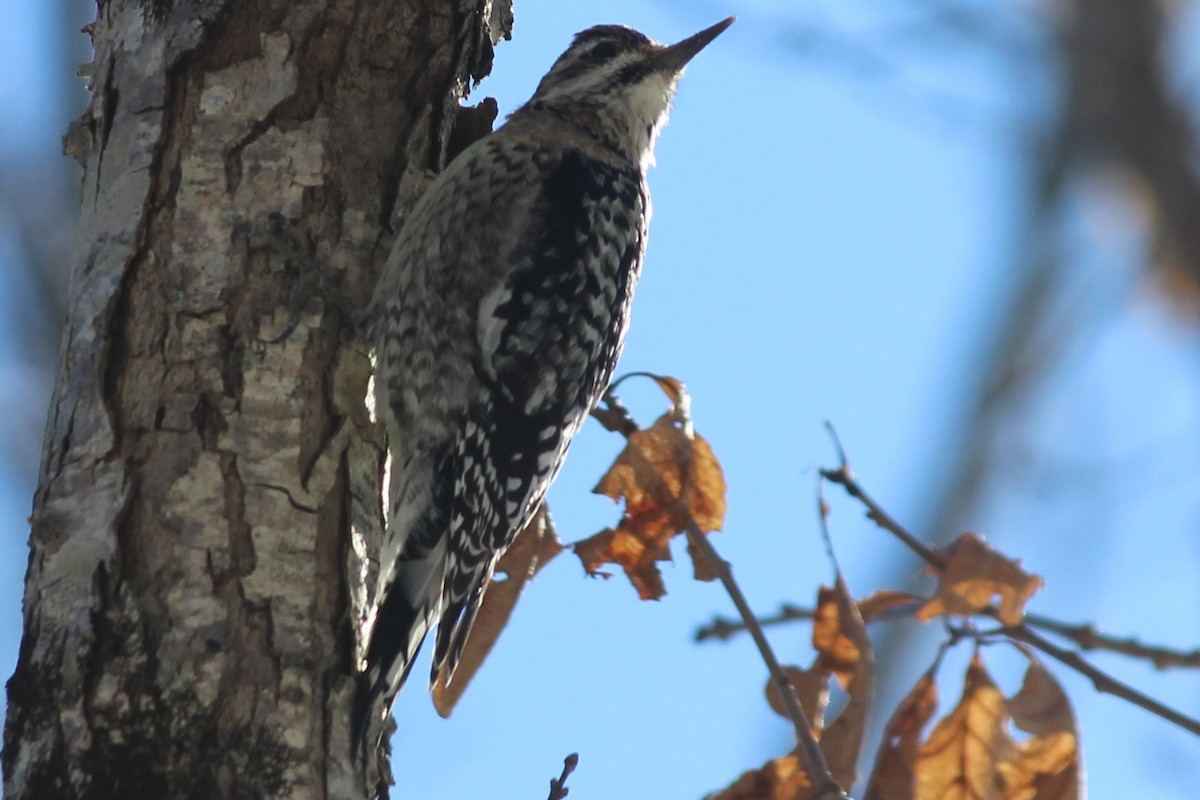 Yellow-bellied Sapsucker - ML420895491