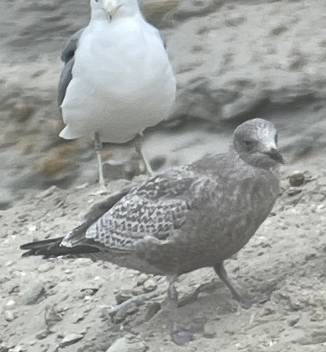 Iceland Gull (Thayer's) - Cheryl Huizinga