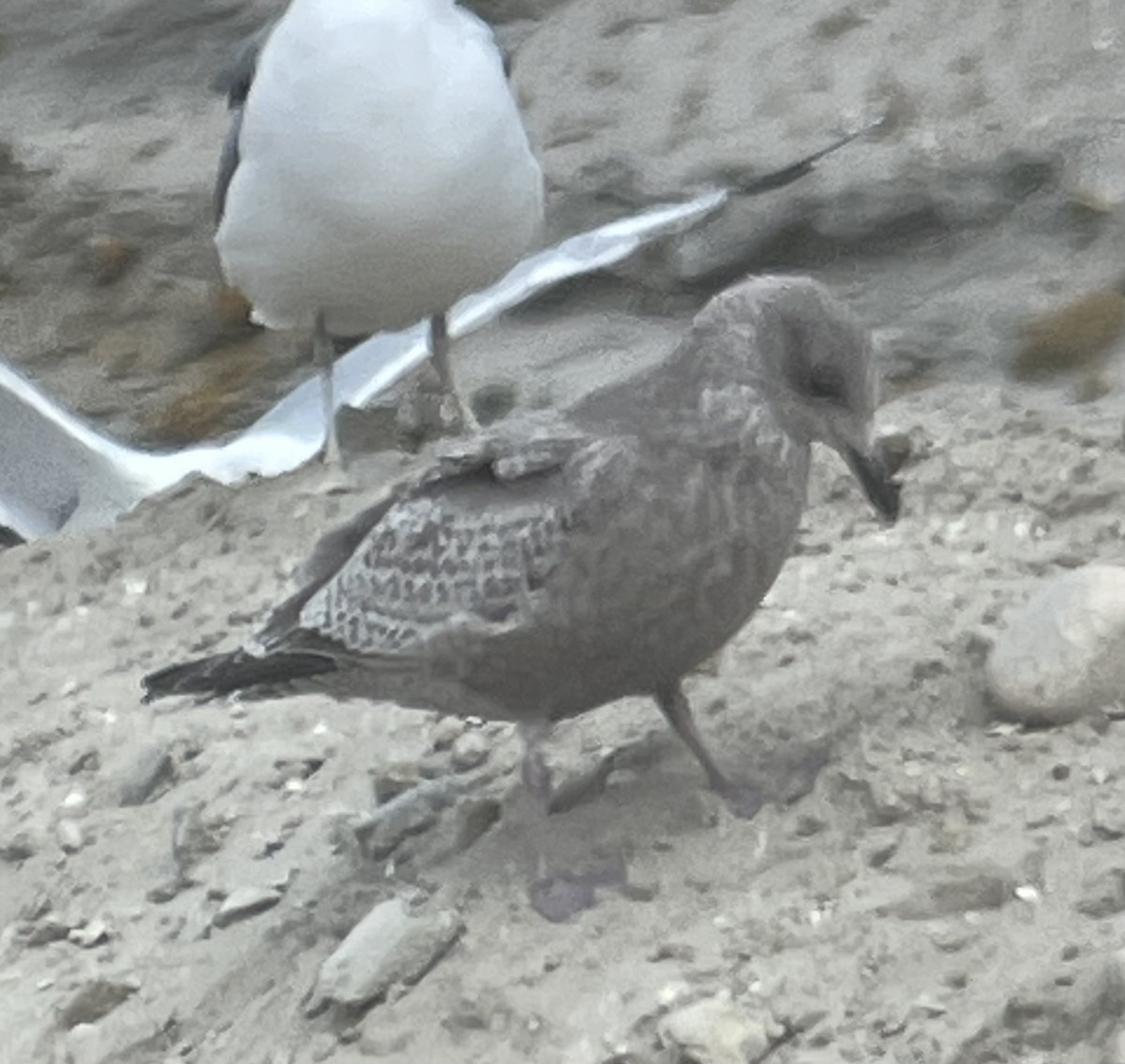 Iceland Gull (Thayer's) - ML420897251