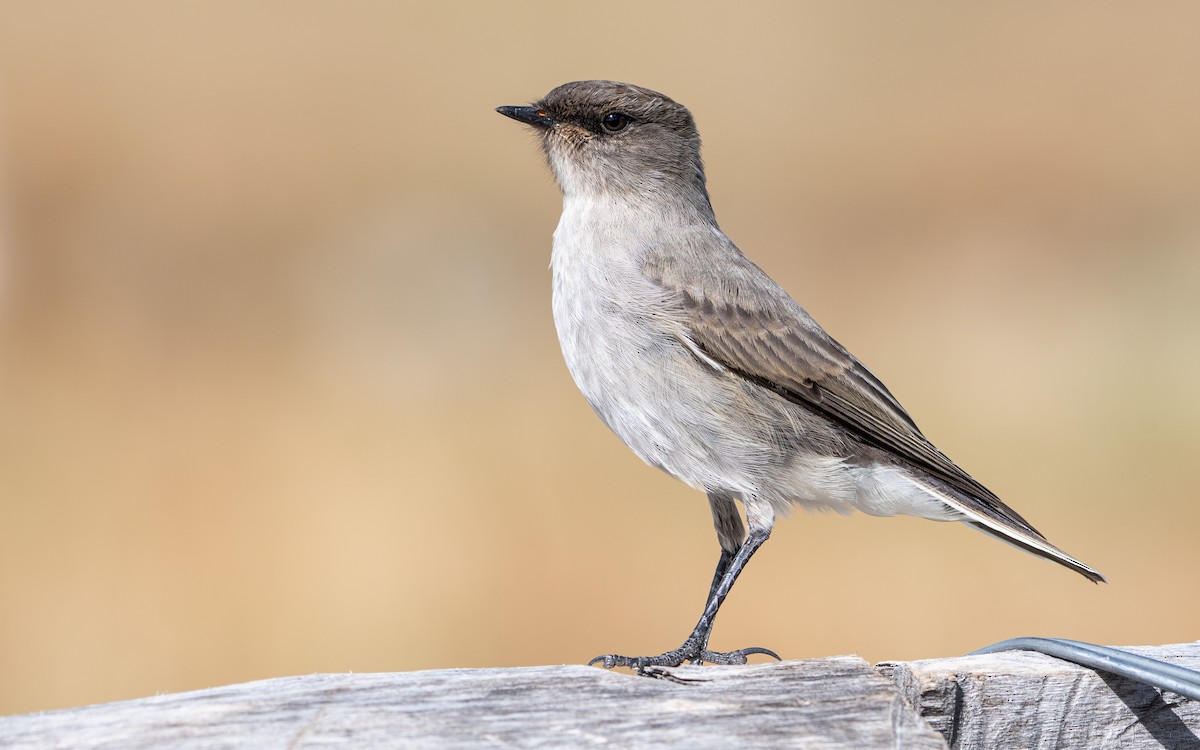 Dark-faced Ground-Tyrant - ML420897541