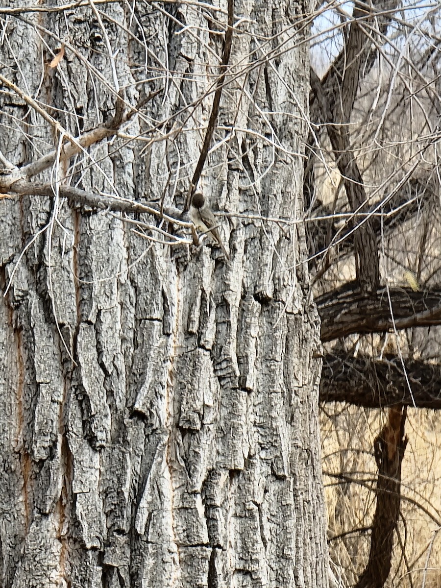 Moucherolle phébi - ML420898491