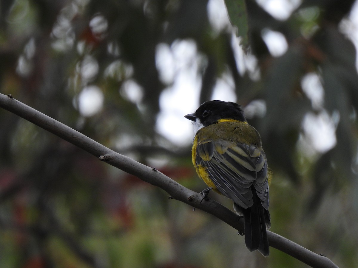 Golden Whistler - Bob Dawson