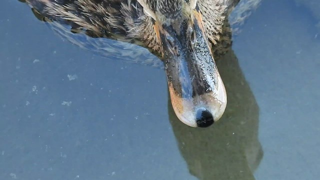 Mottled Duck - ML420901921