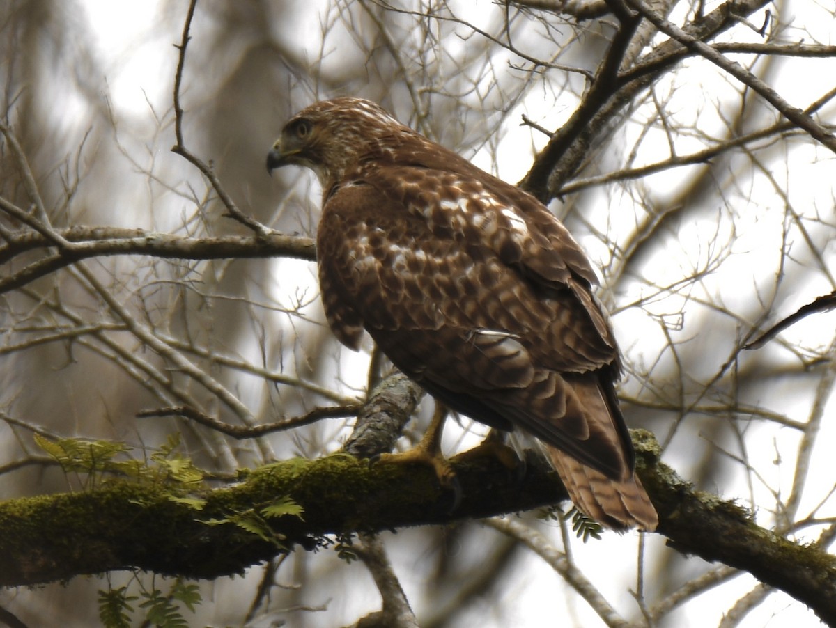 Red-tailed Hawk - ML420902081