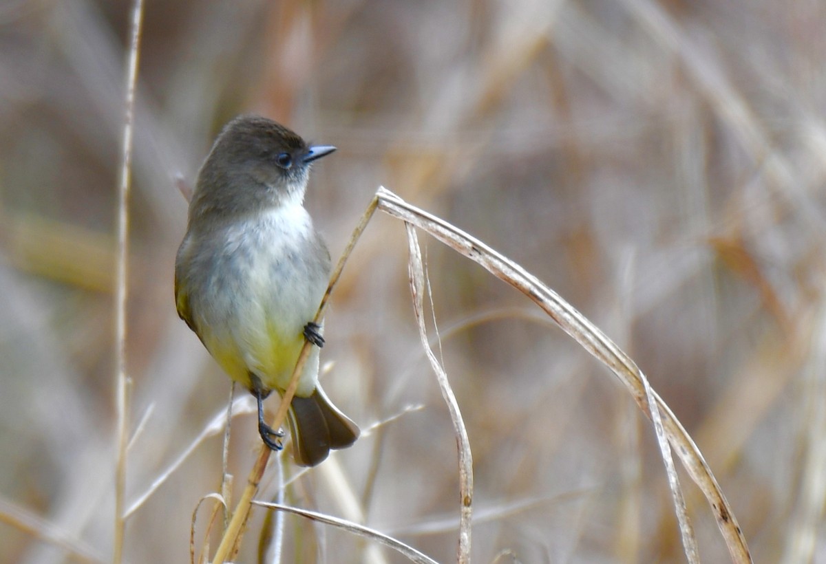 Eastern Phoebe - ML420902351