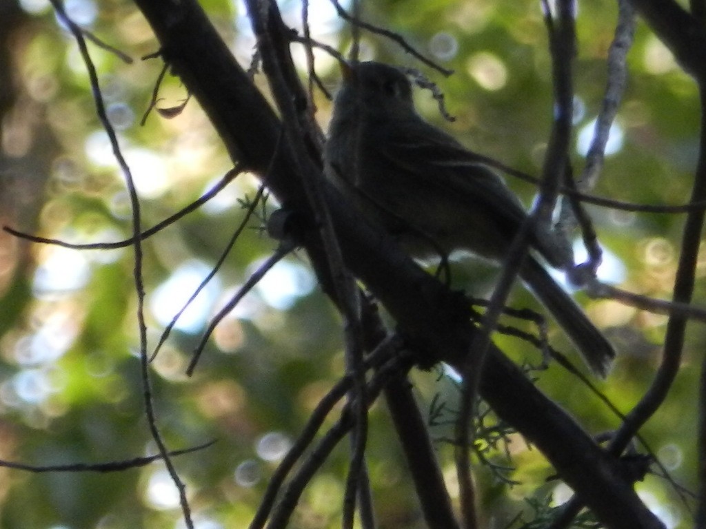 Pine Flycatcher - ML420903611