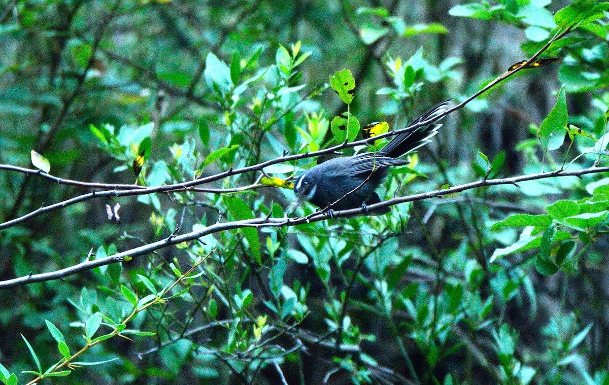 White-throated Fantail - ML42090451