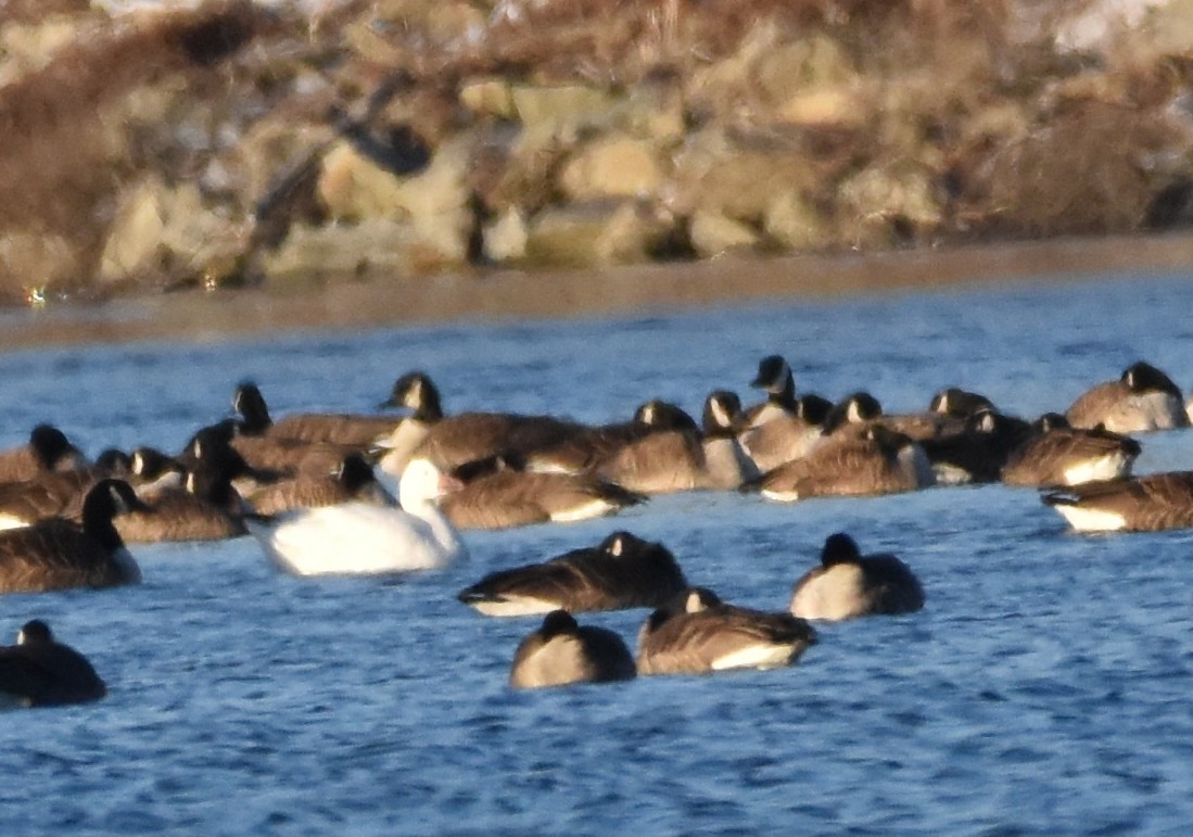 Snow Goose - ML420905021