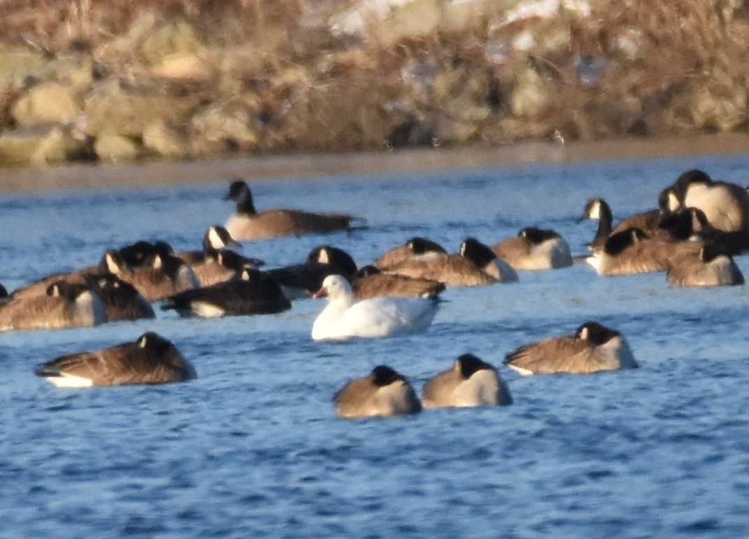 Snow Goose - ML420905031