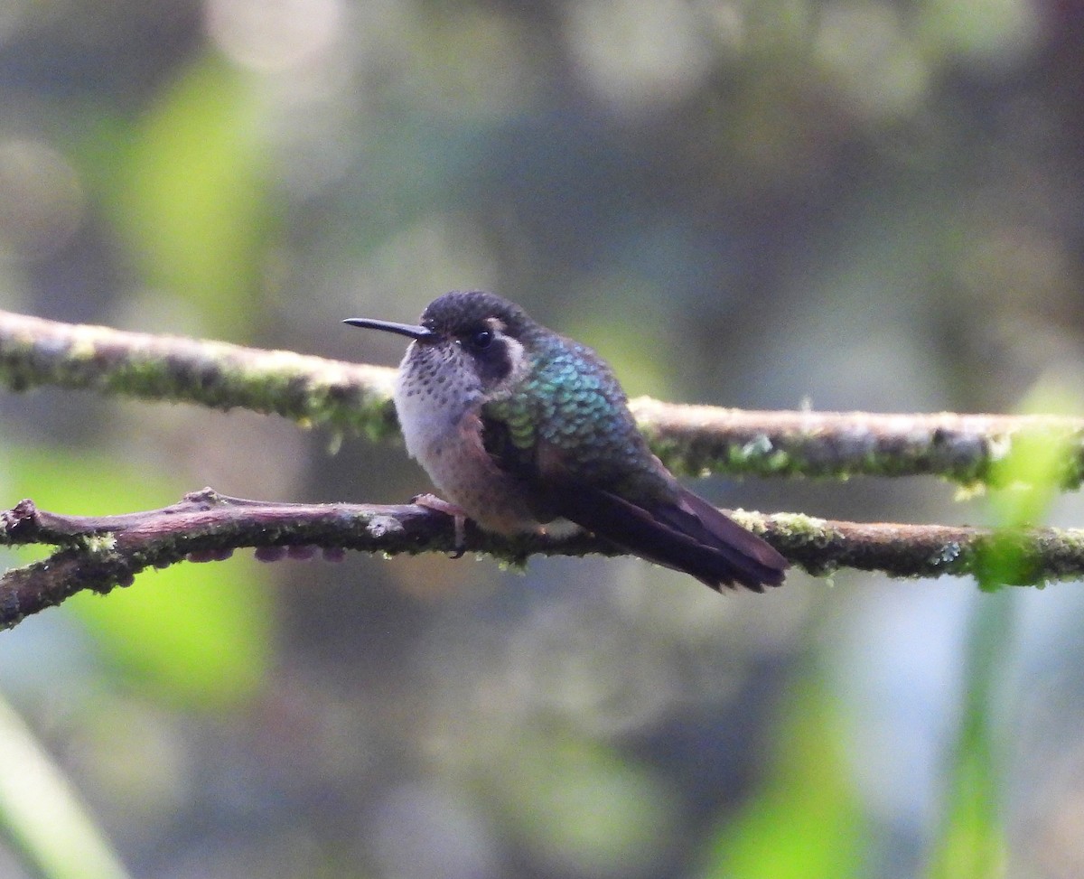 Speckled Hummingbird - ML420905351