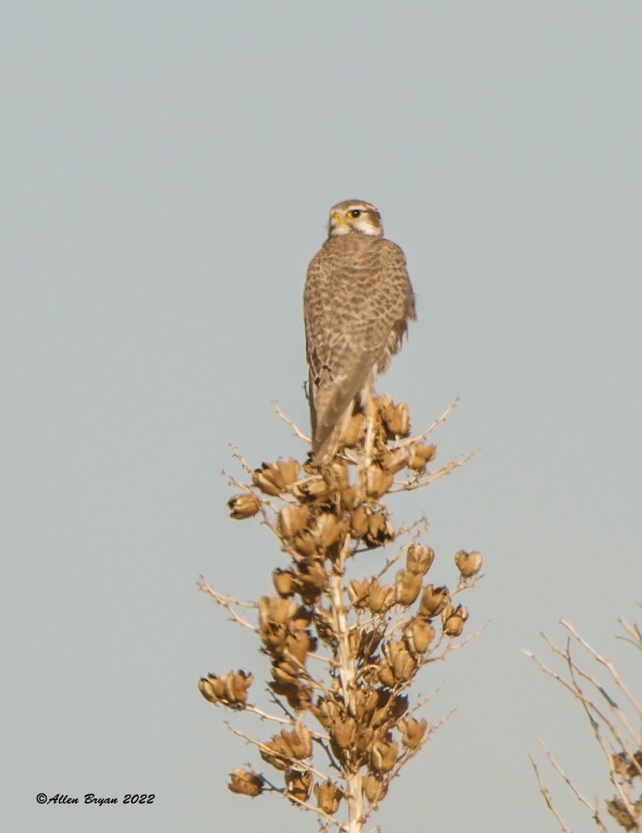 Faucon des prairies - ML420906571