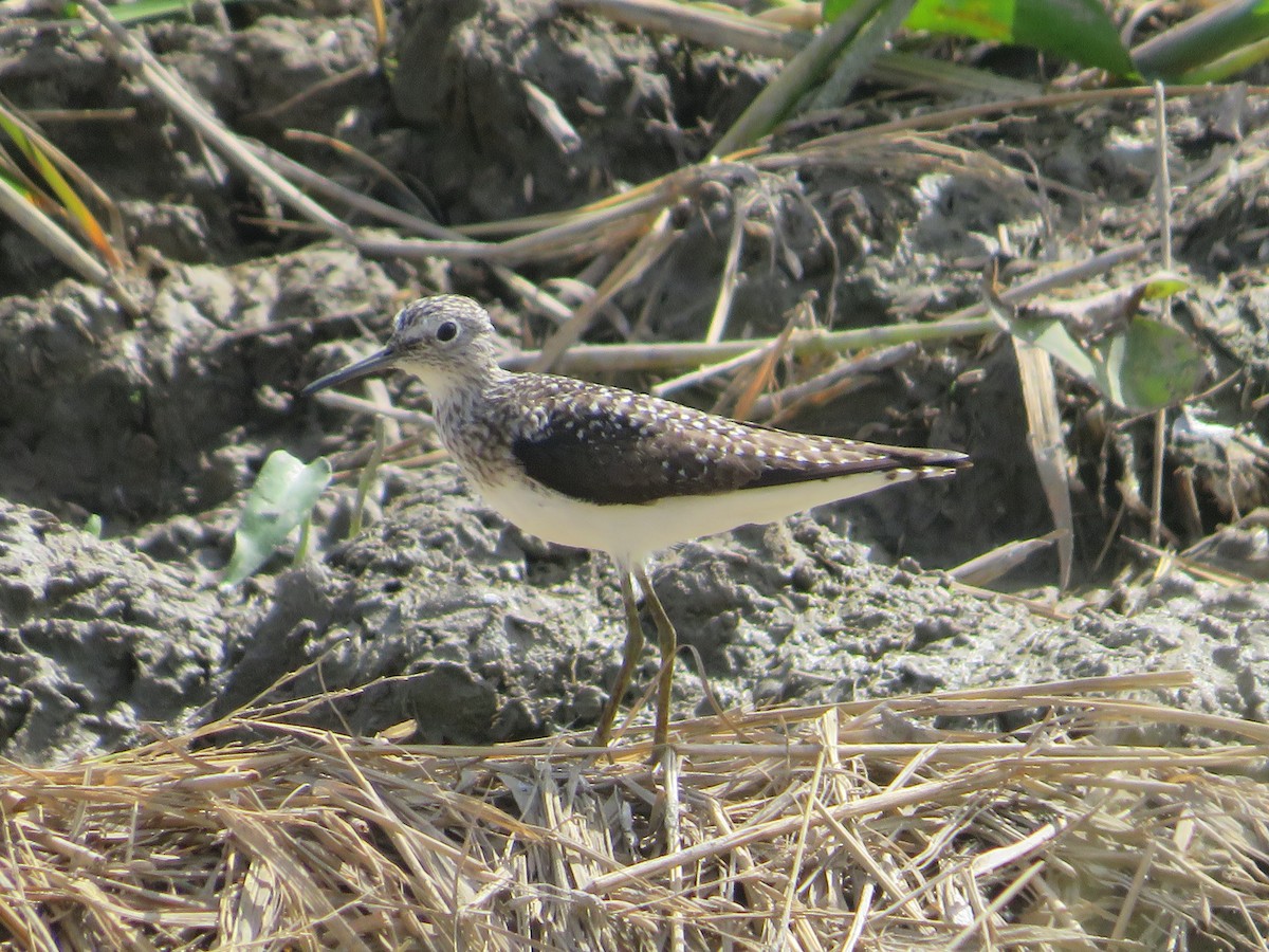 Solitary Sandpiper - ML420908091